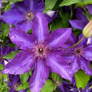 Meet your Posher, Shelley